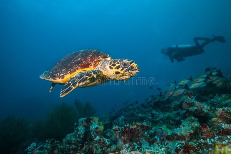 Мальдивская черепаха hawkbill плавая на дно моря стоковые изображения